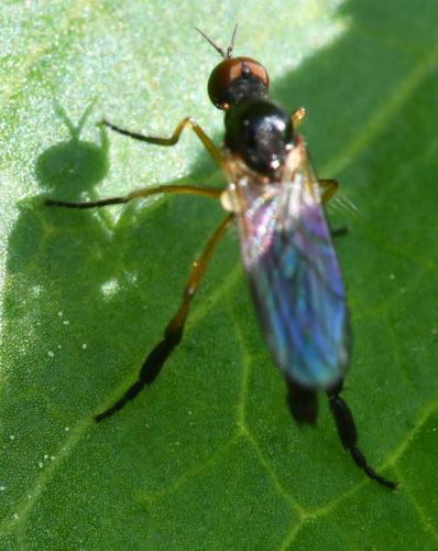 Empis nigritarsis